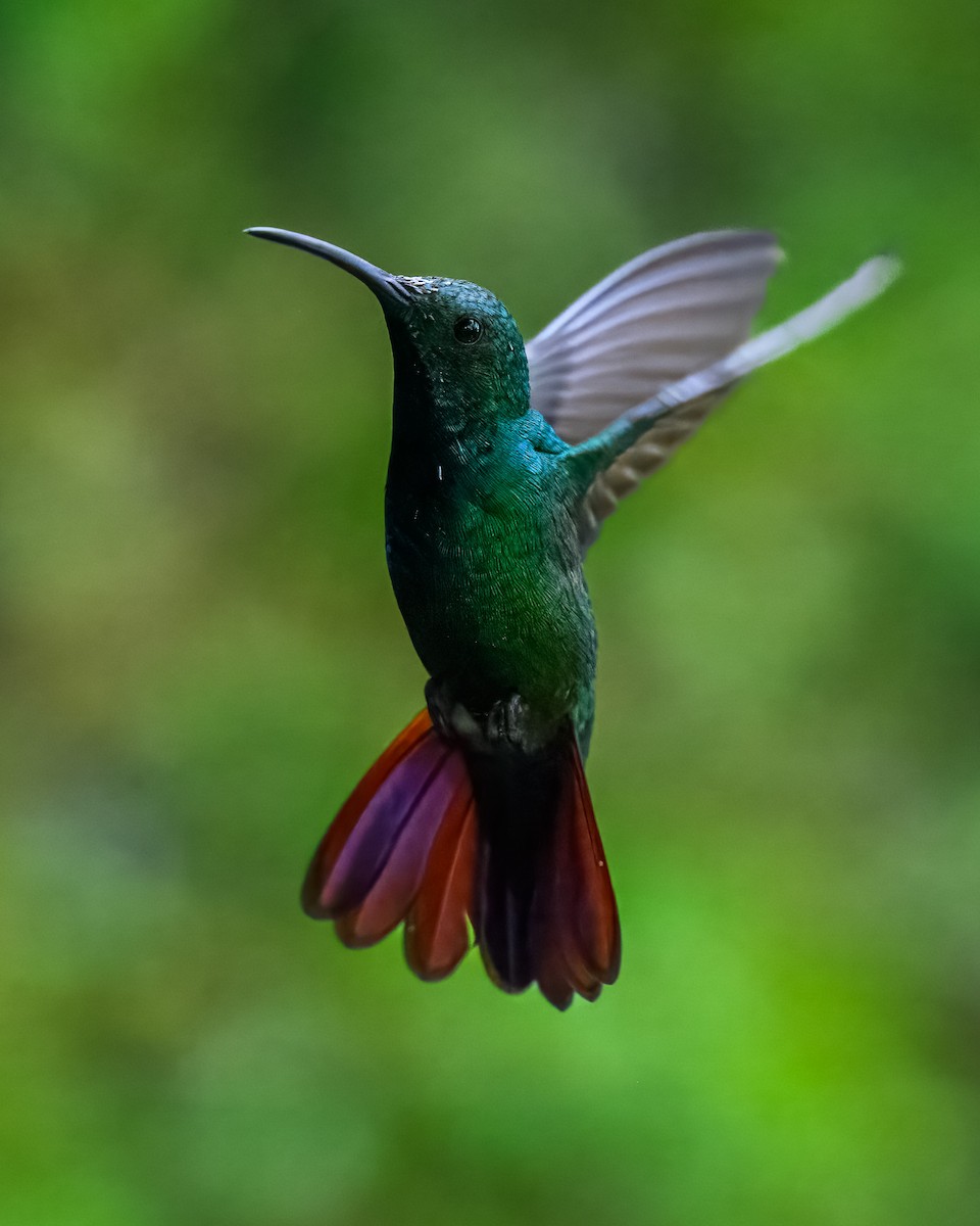 Green-breasted Mango - ML646351170