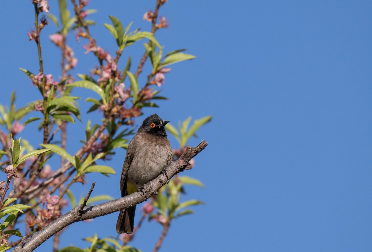 Black-fronted Bulbul - ML646351172
