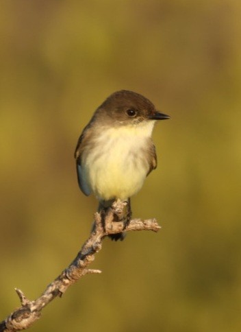Eastern Phoebe - ML646351174
