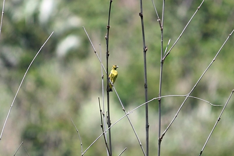 Hooded Siskin - ML646351182