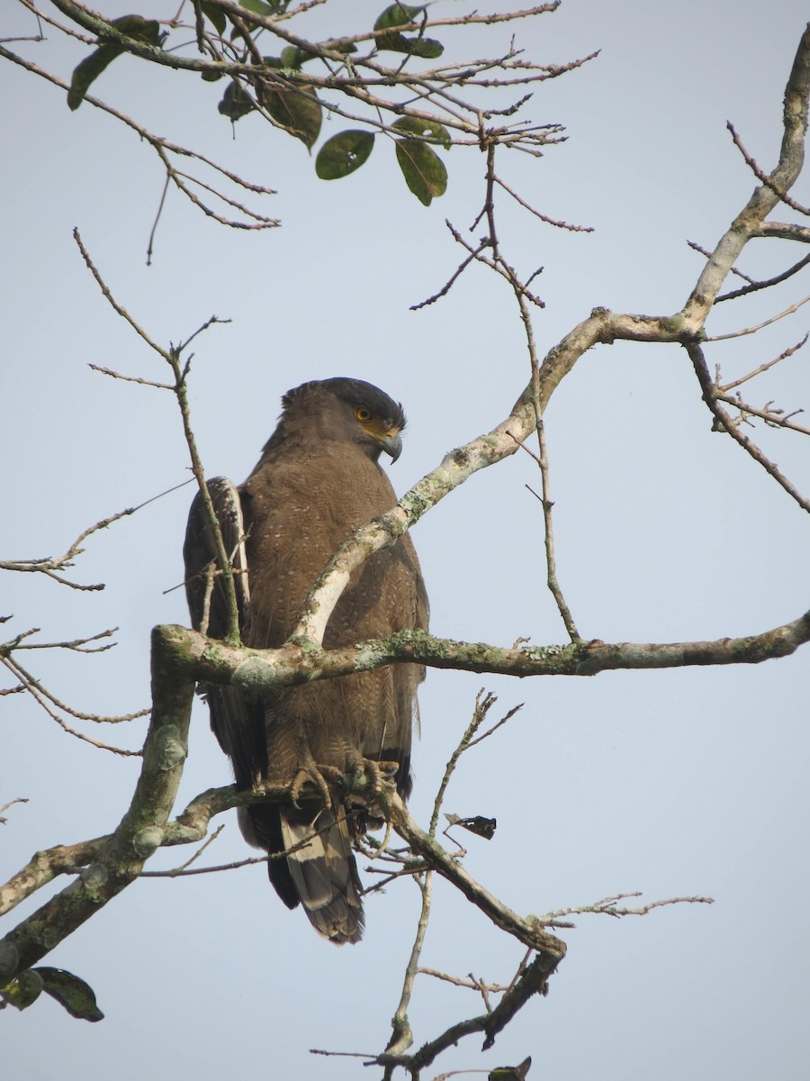 Crested Serpent-Eagle - ML646351183