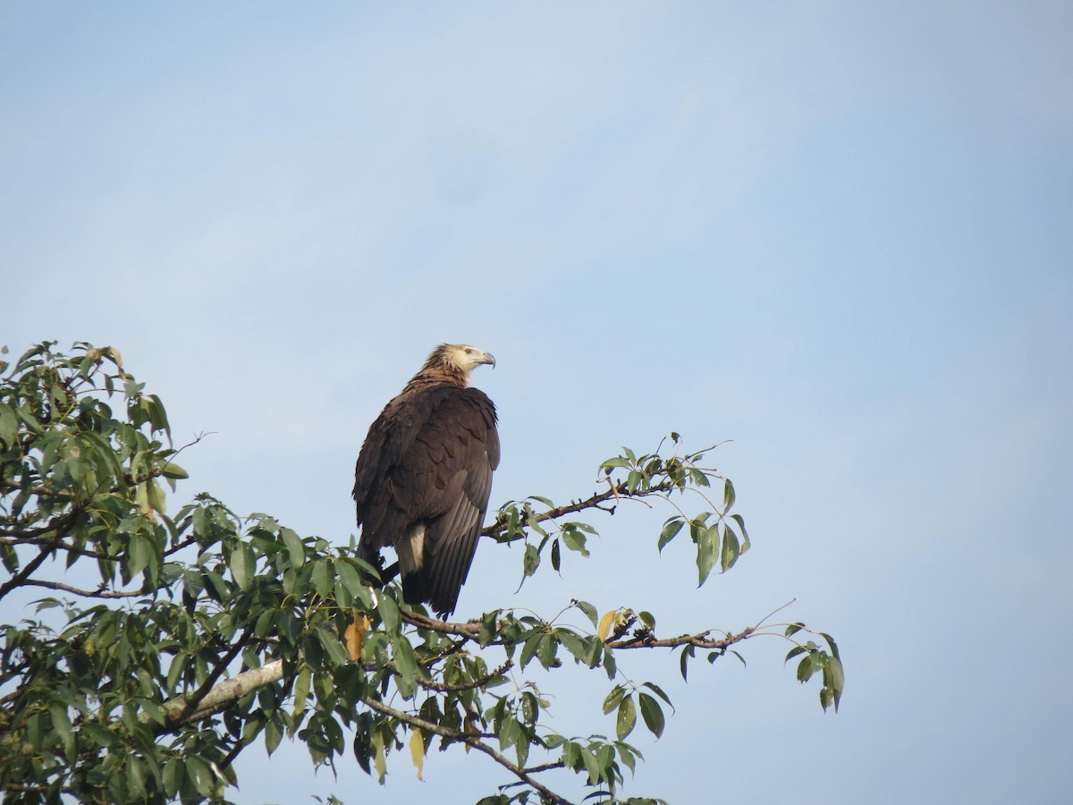 Pallas's Fish-Eagle - ML646351184