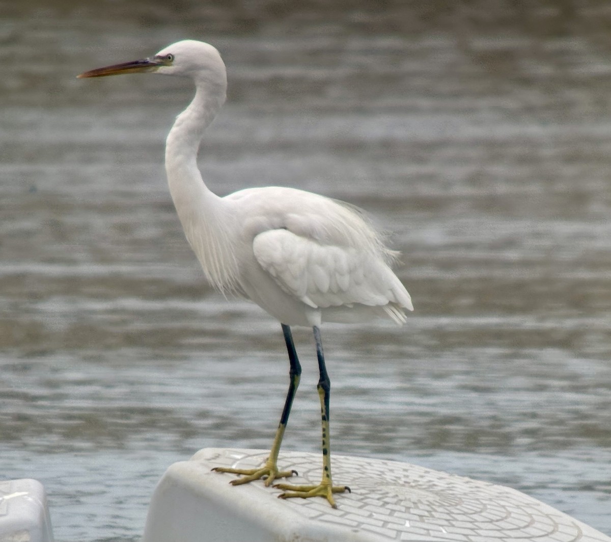 Western Reef-Heron - ML646351185
