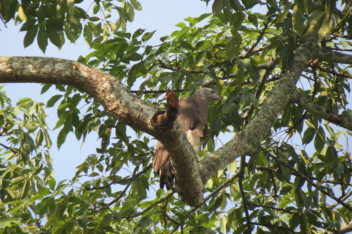 Gray-headed Fish-Eagle - ML646351186