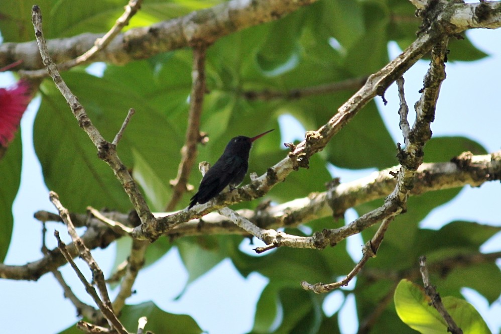 Sapphire-spangled Emerald - ML646351187