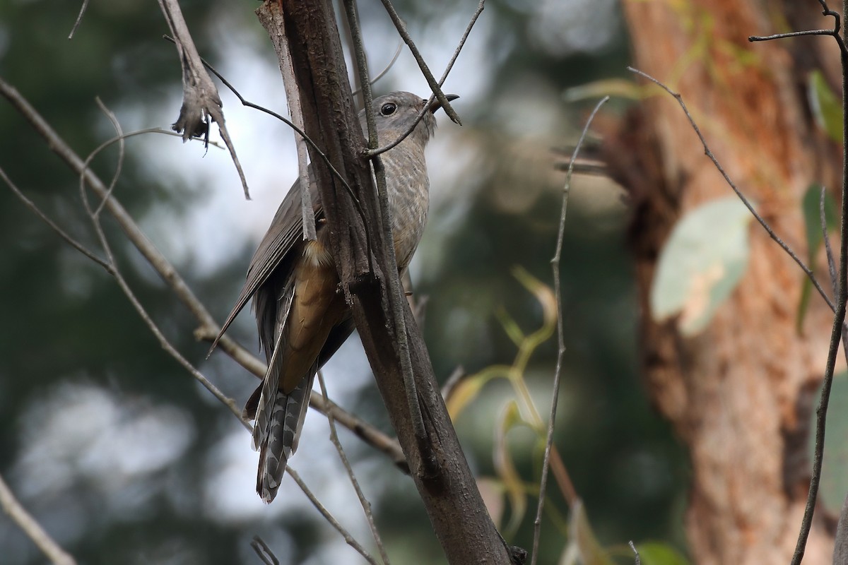 kukačka pokřovní - ML646351188