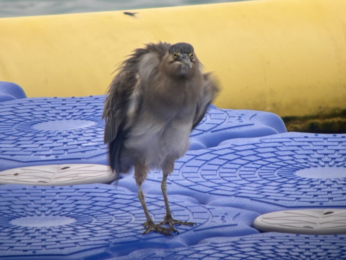 Squacco Heron - ML646351190