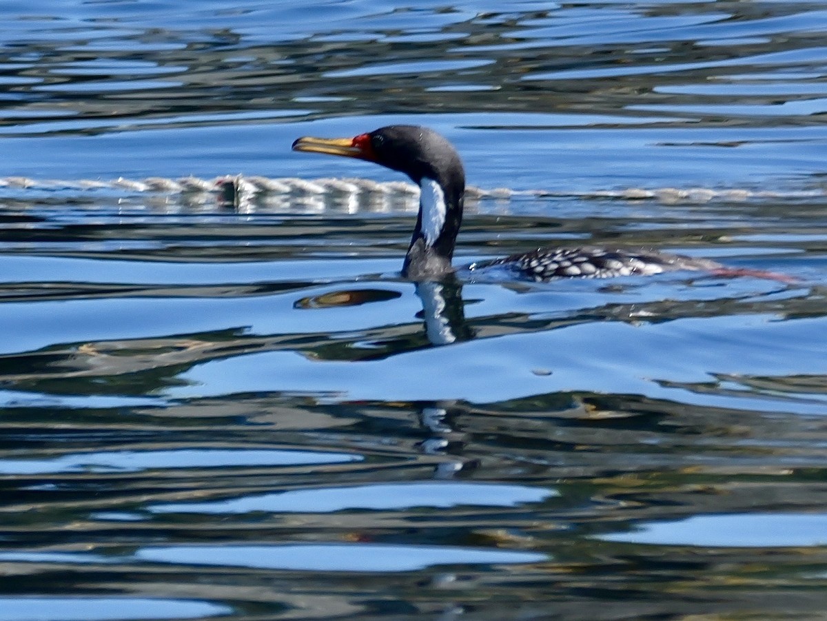 Баклан червононогий - ML646351191