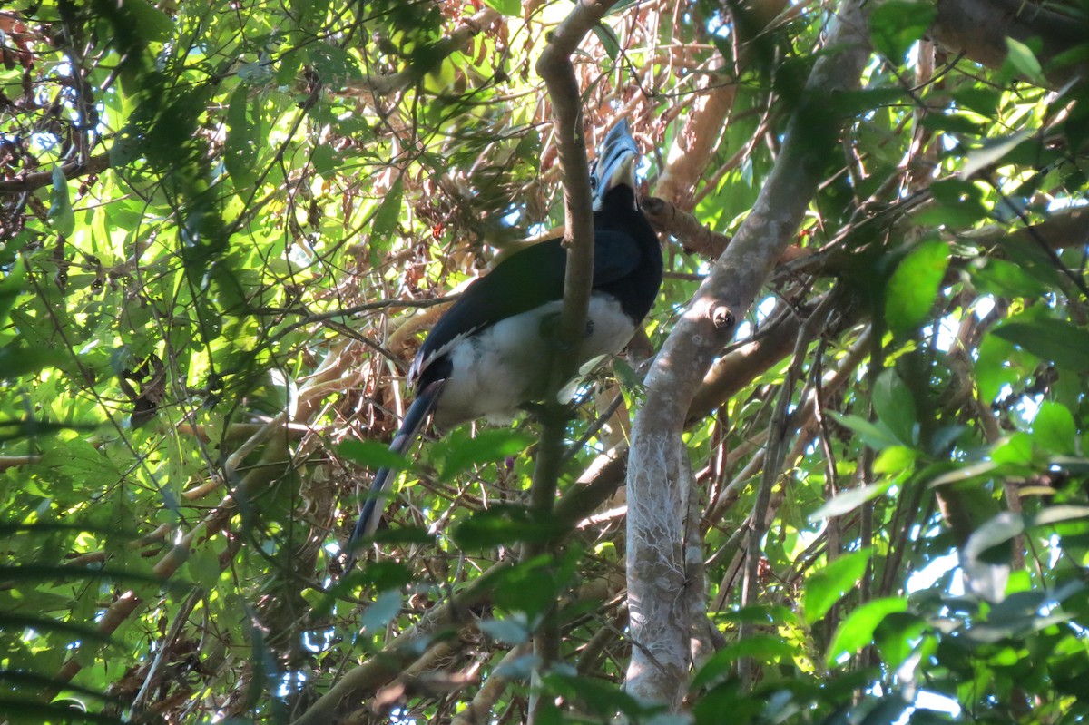 Oriental Pied-Hornbill - ML646351192