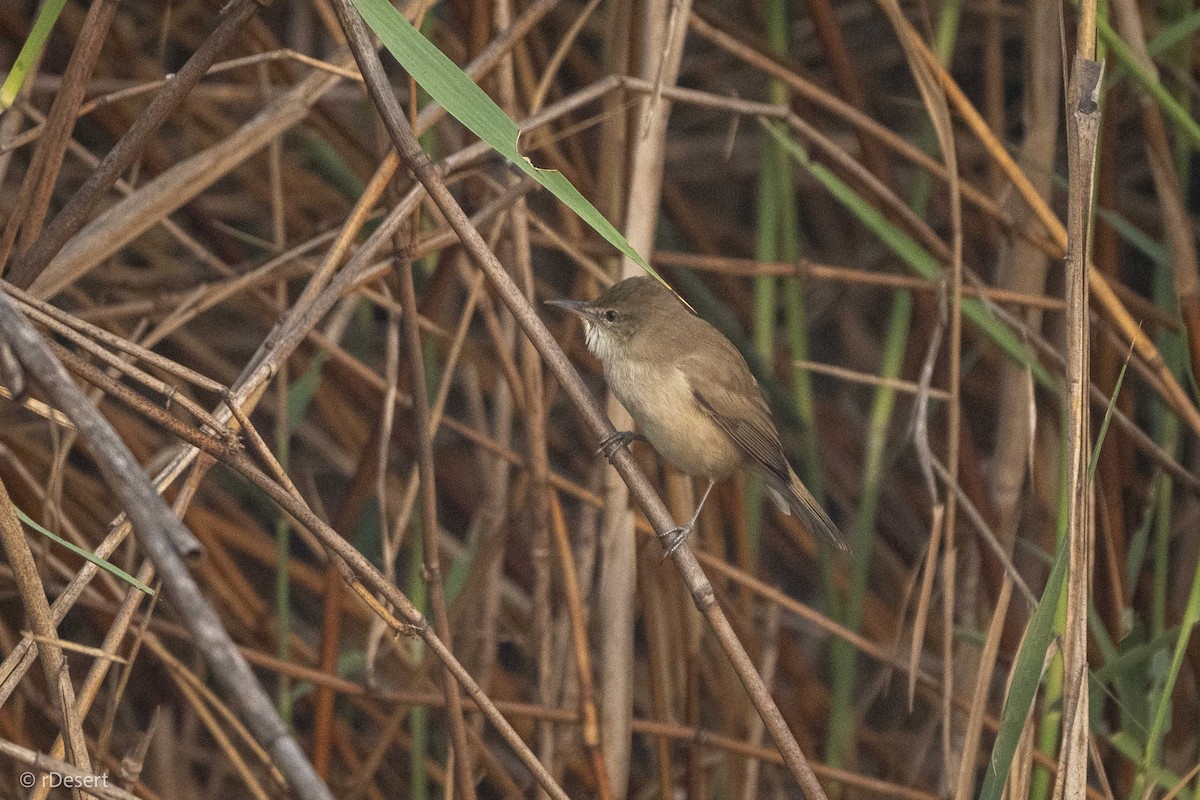 Clamorous Reed Warbler - ML646351193