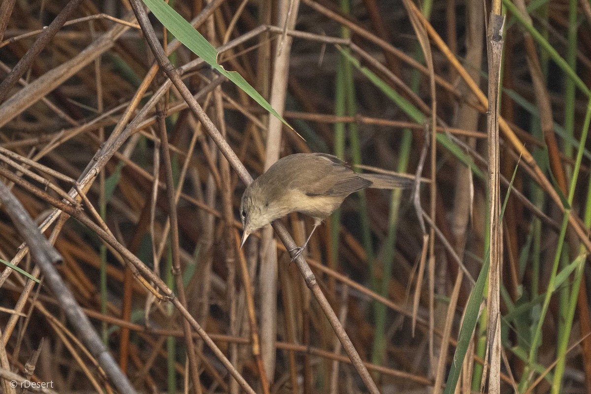 Clamorous Reed Warbler - ML646351194