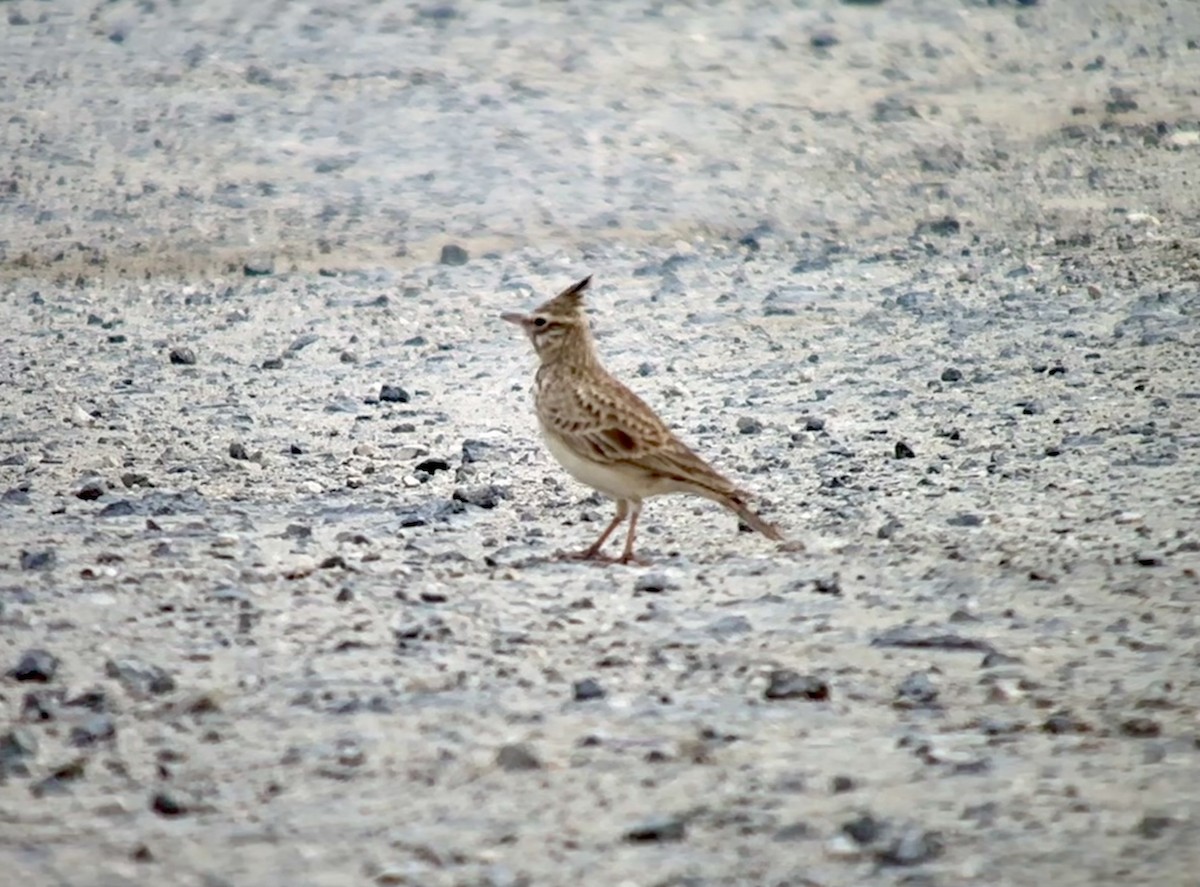 Crested Lark - ML646351195