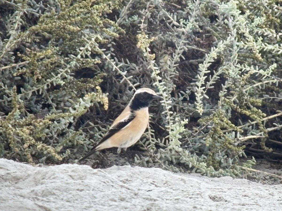 Desert Wheatear - ML646351199