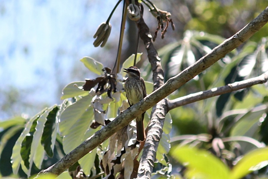 Variegated Flycatcher - ML646351200