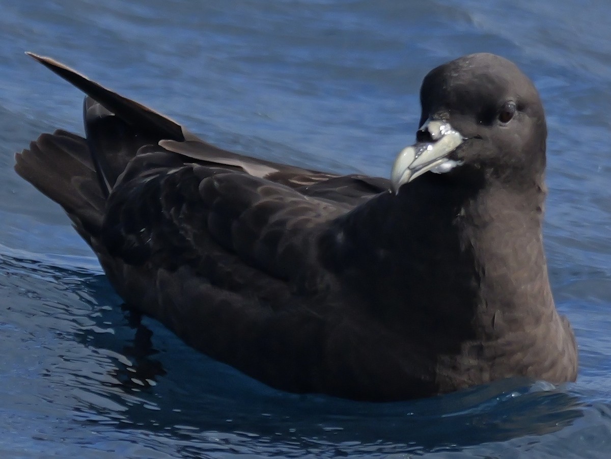 Beyaz Gıdılı Yelkovan - ML646351205