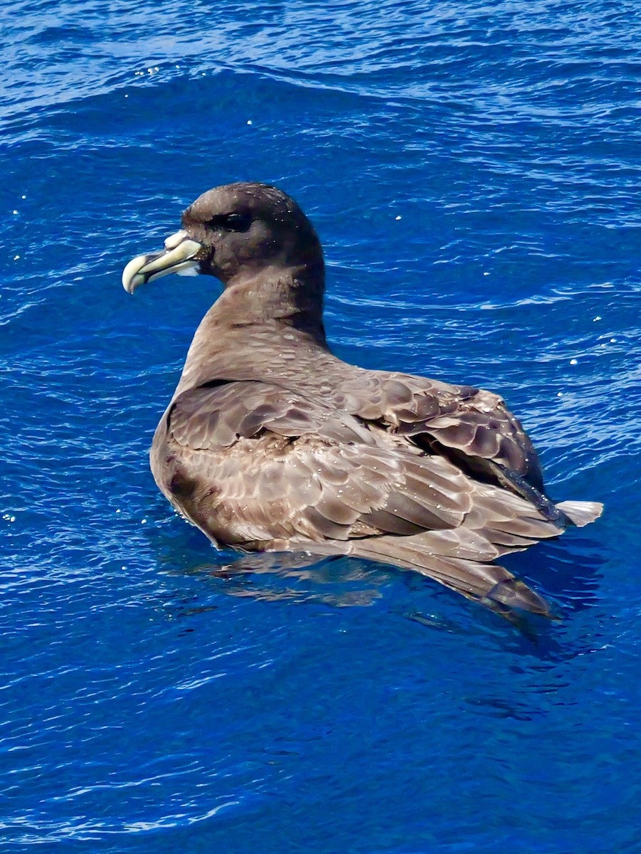 Beyaz Gıdılı Yelkovan - ML646351206