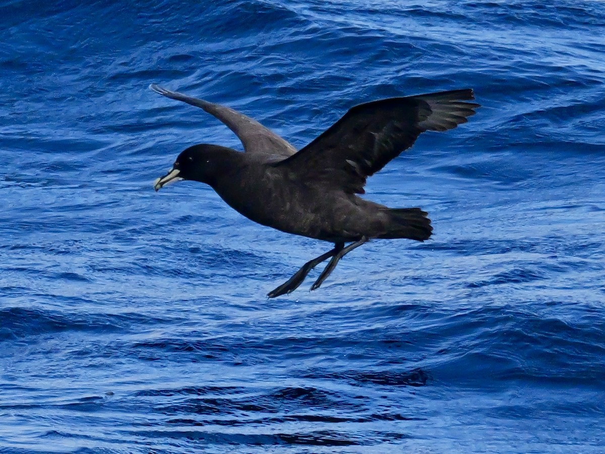 Beyaz Gıdılı Yelkovan - ML646351207