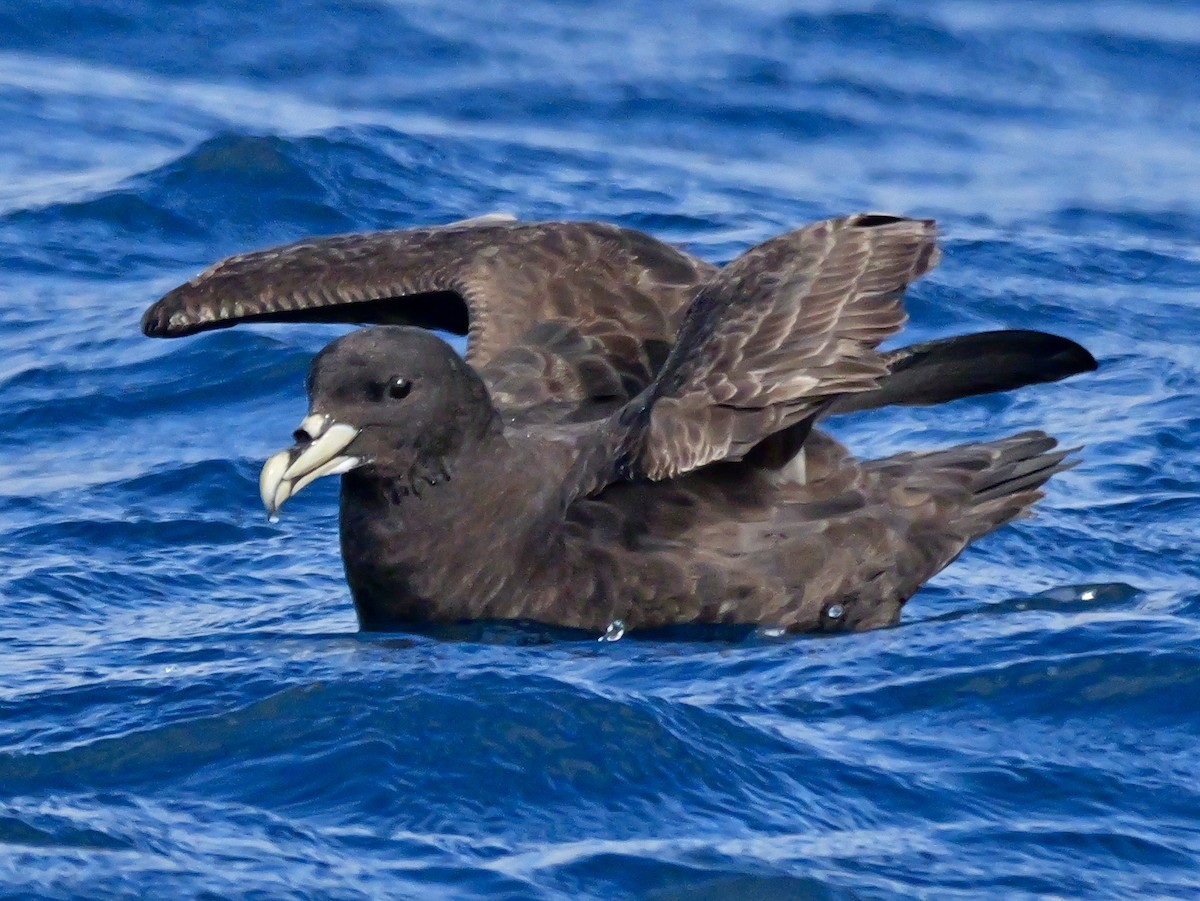 Beyaz Gıdılı Yelkovan - ML646351208