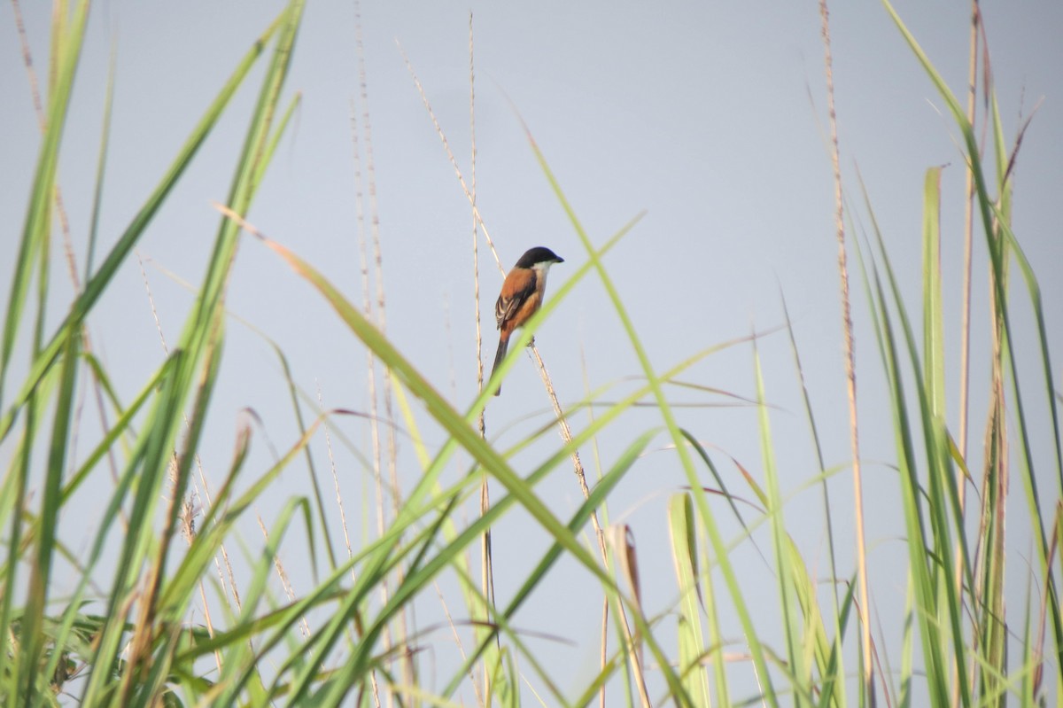 Long-tailed Shrike - ML646351210