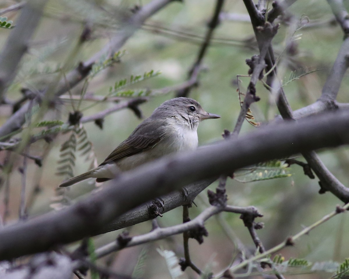 Bell's Vireo (Arizona) - ML646351211