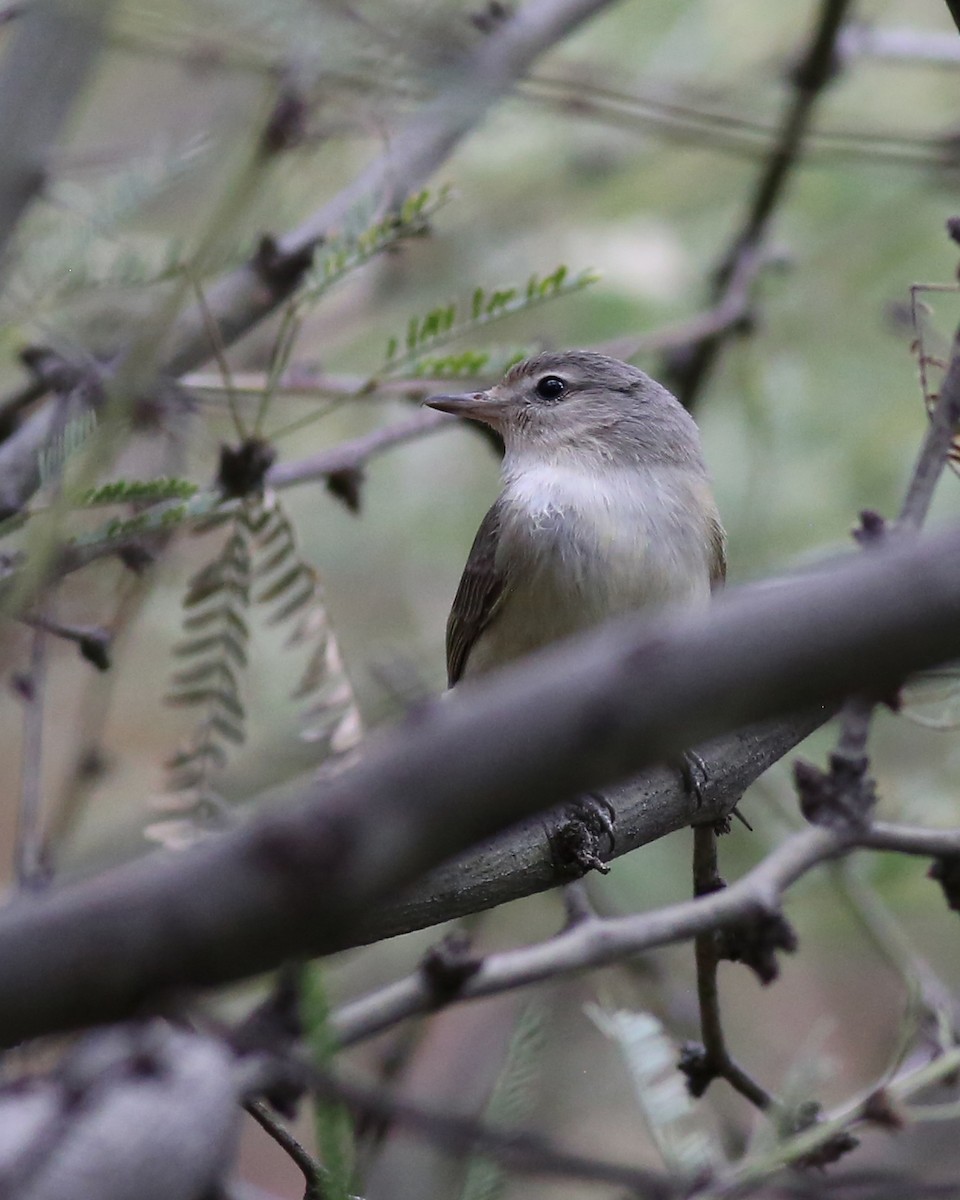 Bell's Vireo (Arizona) - ML646351217