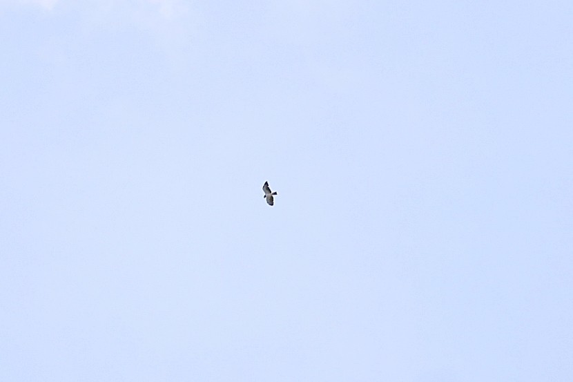 Short-tailed Hawk - ML646351219