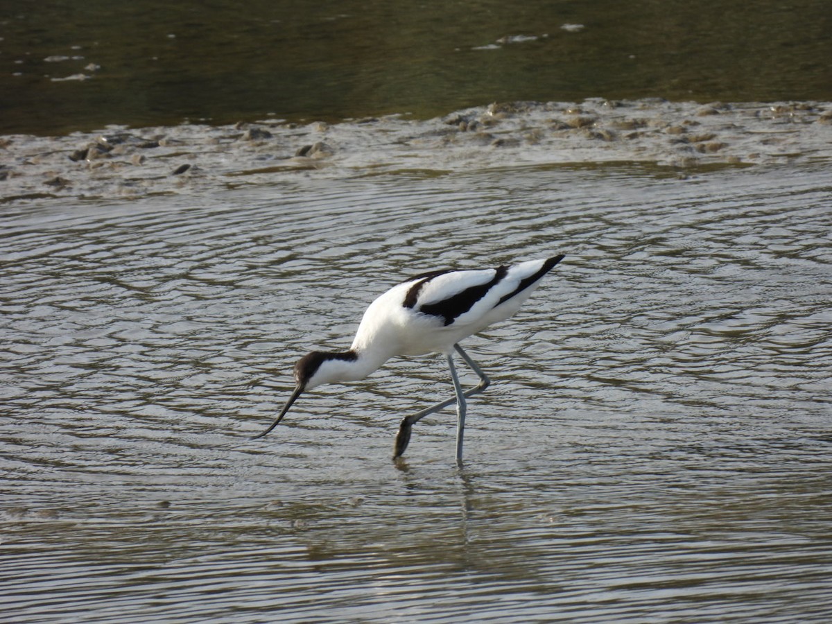 Avocetta - ML646351220