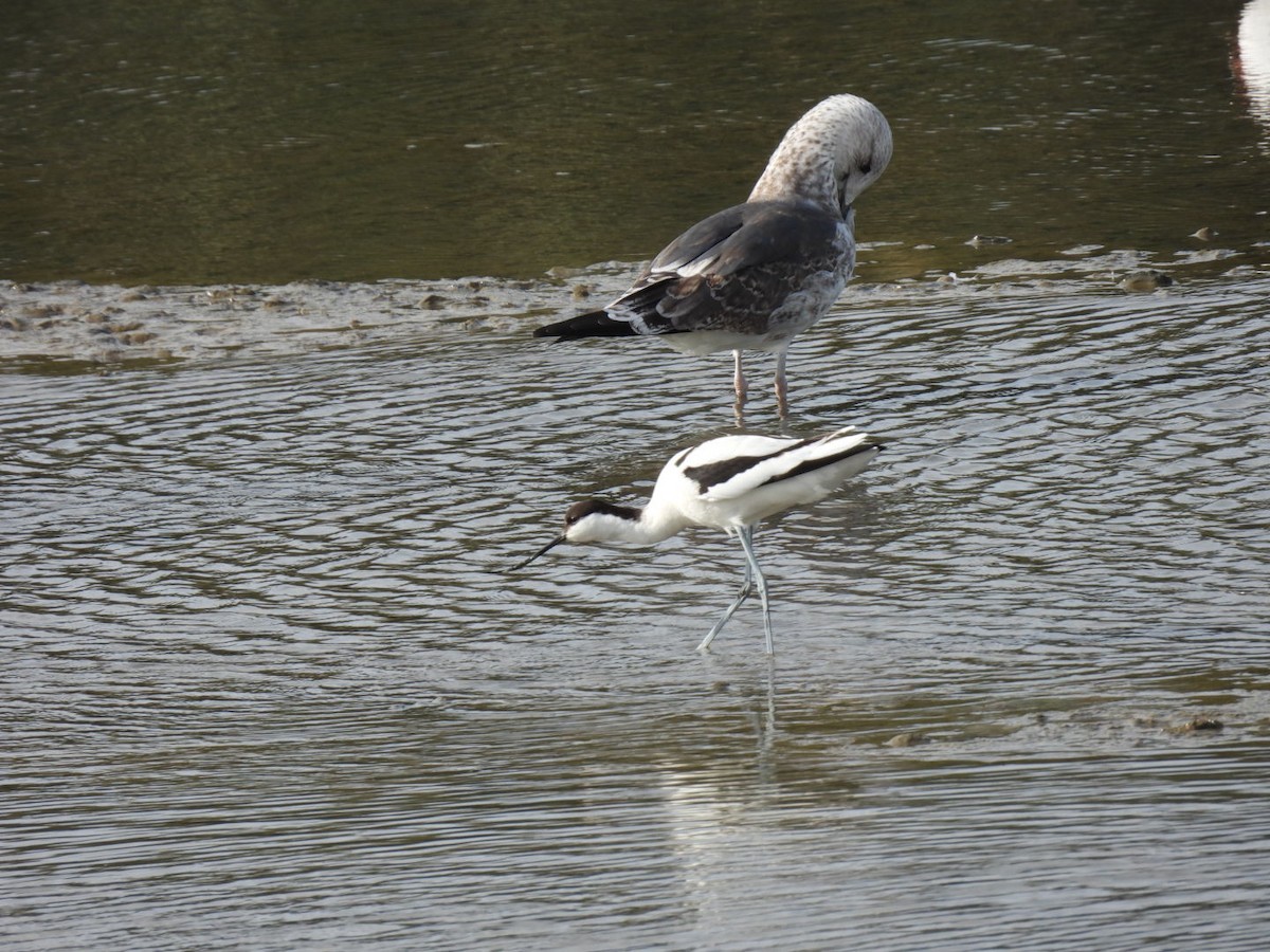 Avocetta - ML646351221