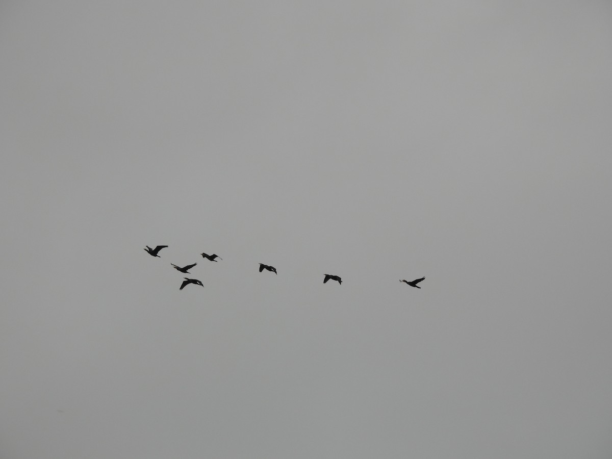 kormorán velký - ML646351222