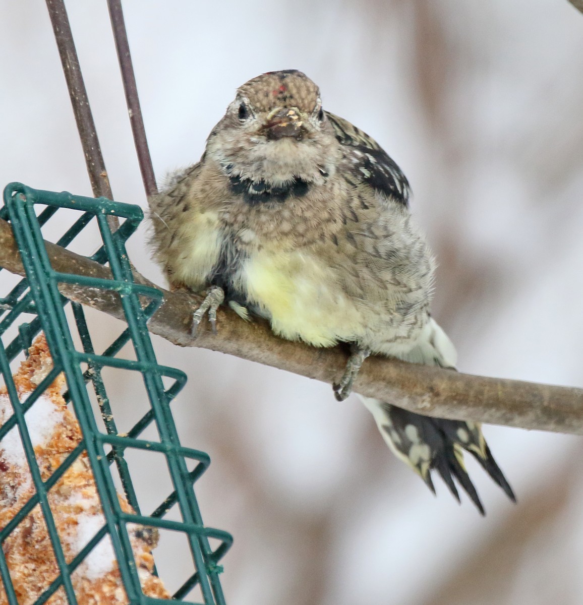 Yellow-bellied Sapsucker - ML646351224