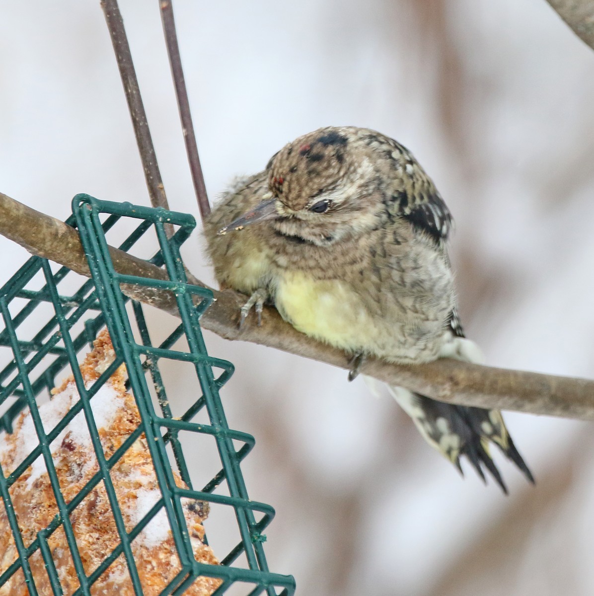 Yellow-bellied Sapsucker - ML646351225