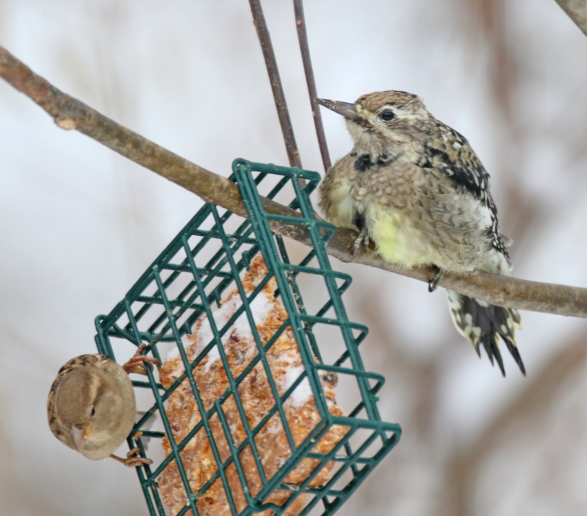 Yellow-bellied Sapsucker - ML646351226