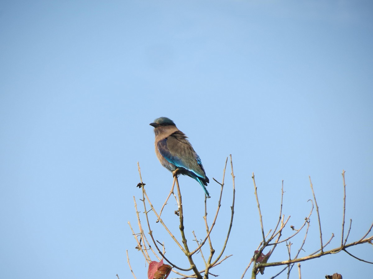 Indochinese Roller - ML646351229