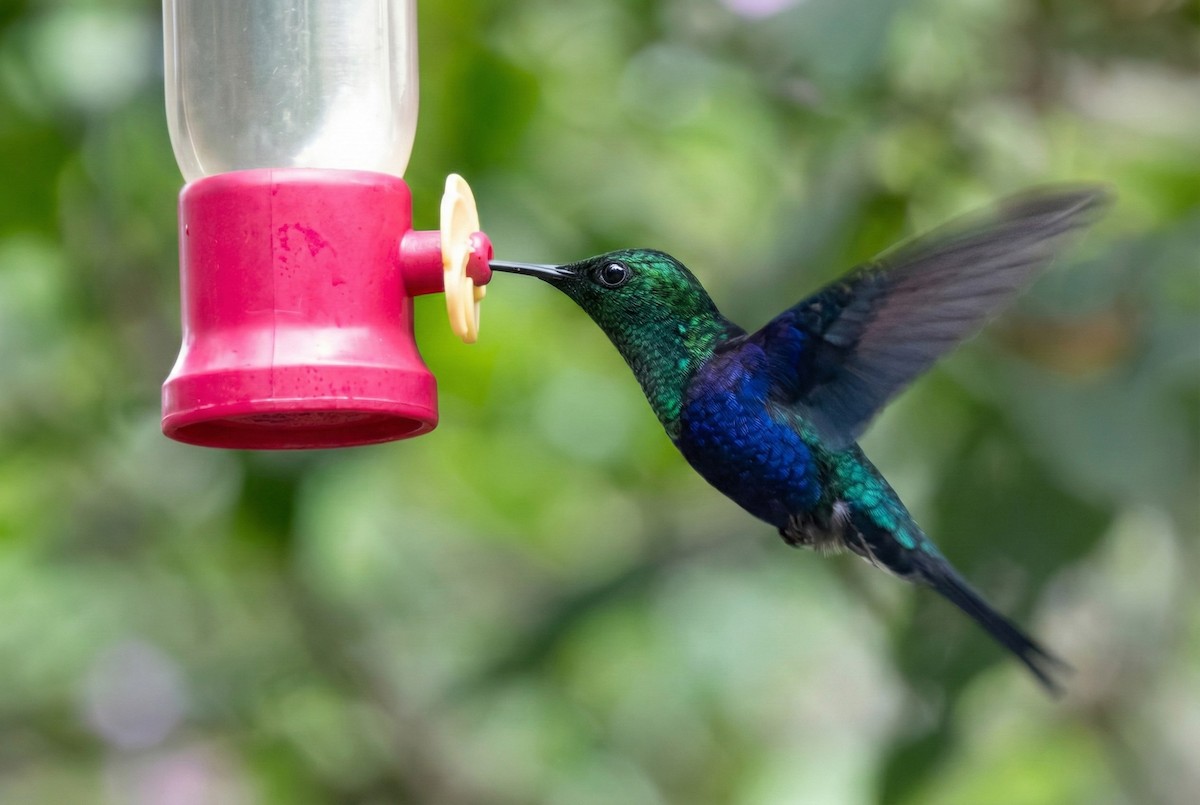 Crowned Woodnymph - ML646351230
