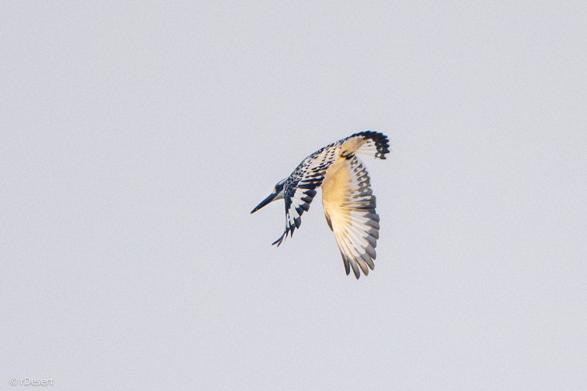 Pied Kingfisher - ML646351232