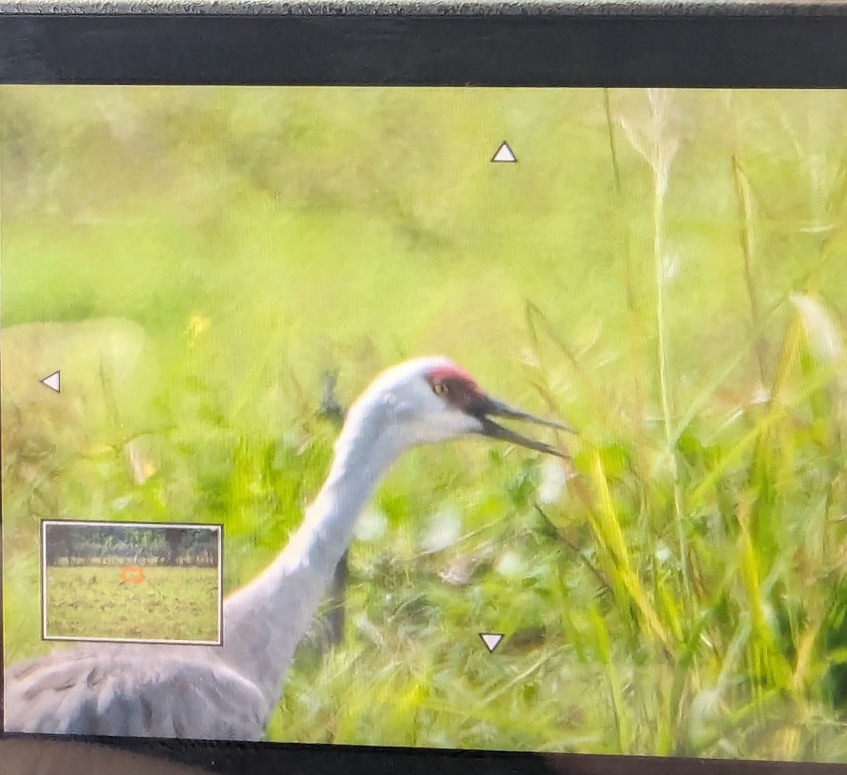 Sandhill Crane - ML646351233