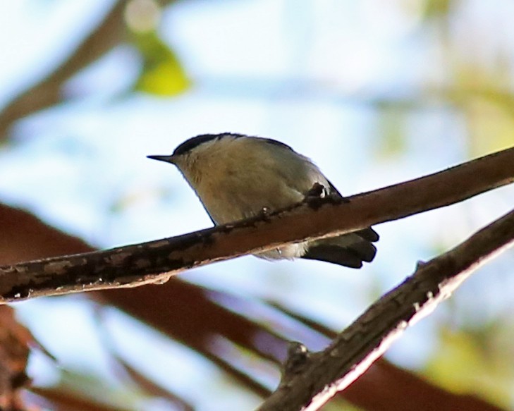 Pygmy Nuthatch - ML646351239