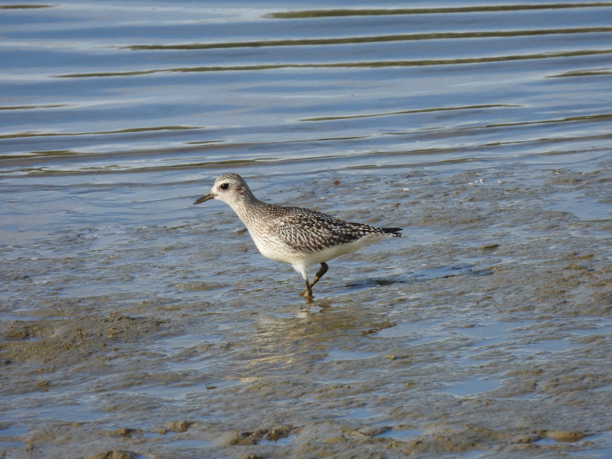 Pivieressa - ML646351241