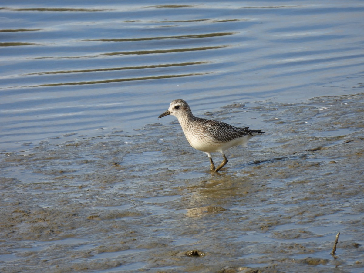 Pivieressa - ML646351242