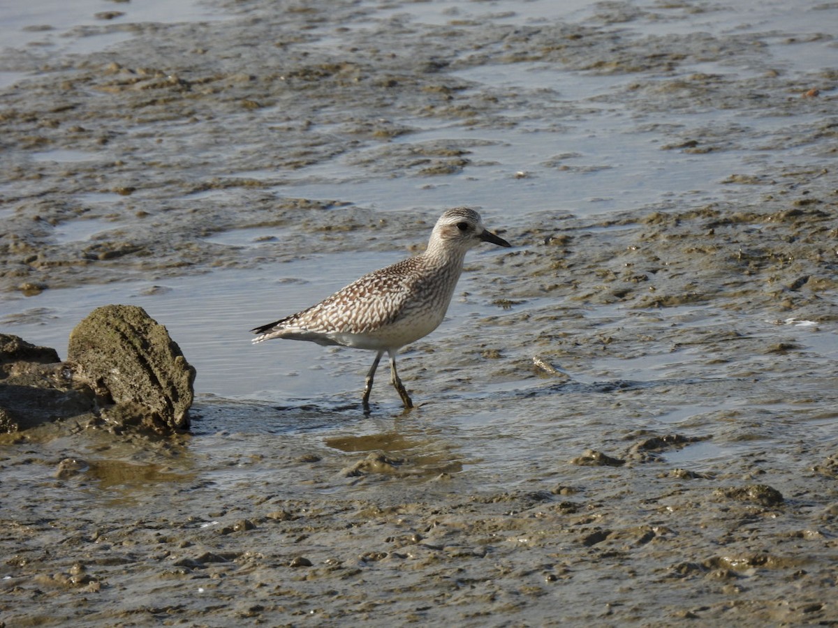 Pivieressa - ML646351243