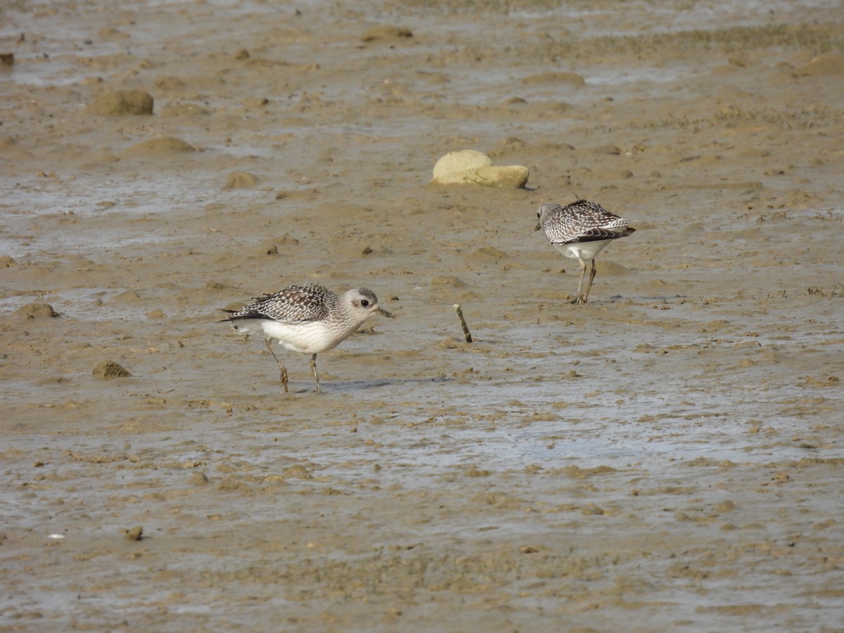 Pivieressa - ML646351244