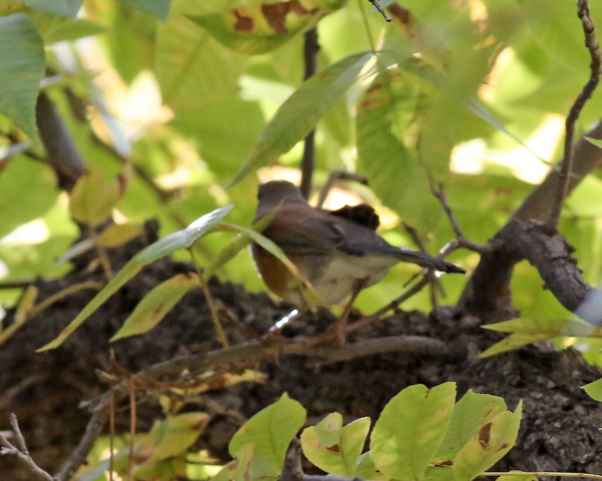 Rufous-backed Robin - ML646351245