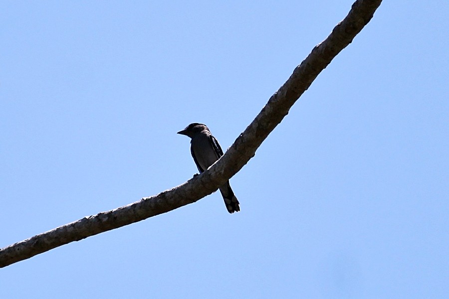 White-winged Becard - ML646351246