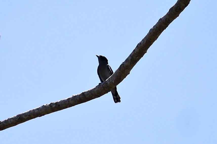 White-winged Becard - ML646351247