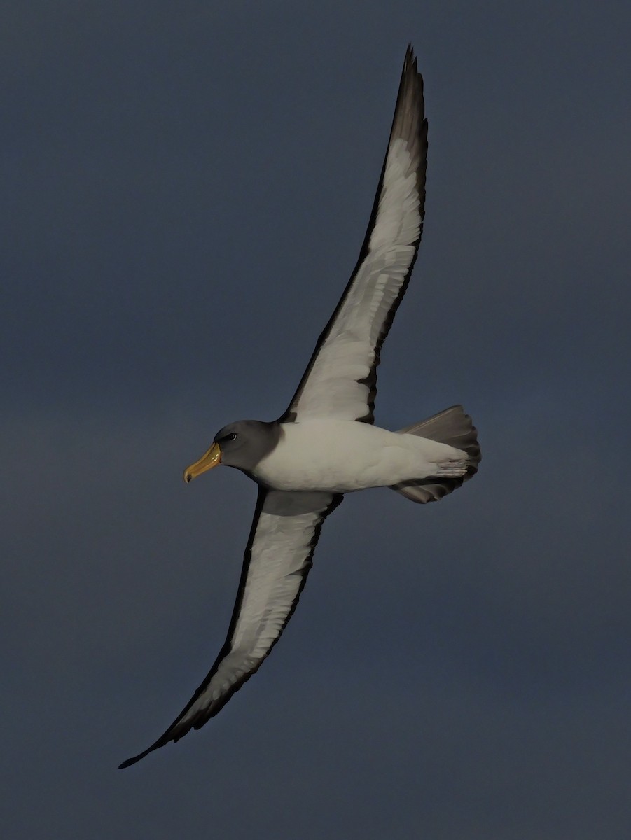 Chatham Albatross - ML646351248