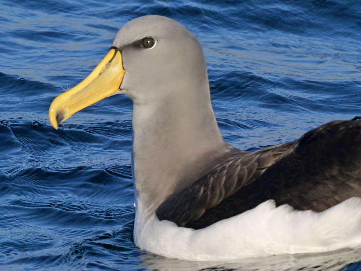 Chatham Albatross - ML646351249