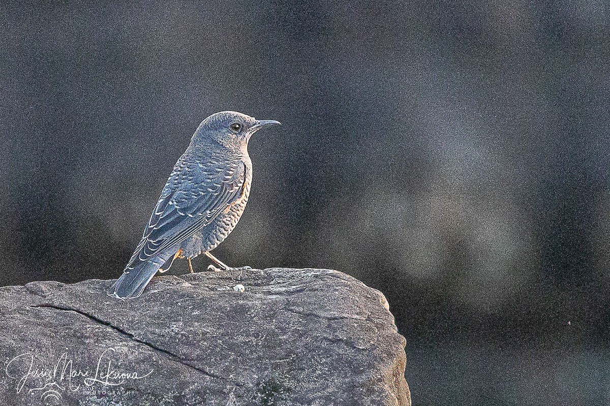 Blue Rock-Thrush - ML646351253