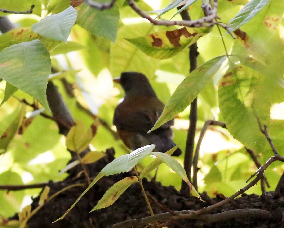Rufous-backed Robin - ML646351254