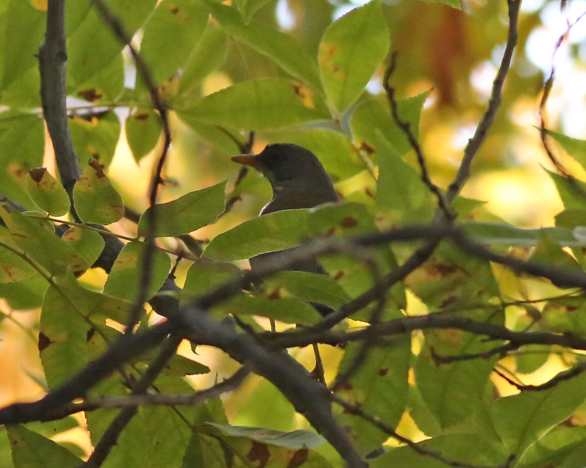 Rufous-backed Robin - ML646351256