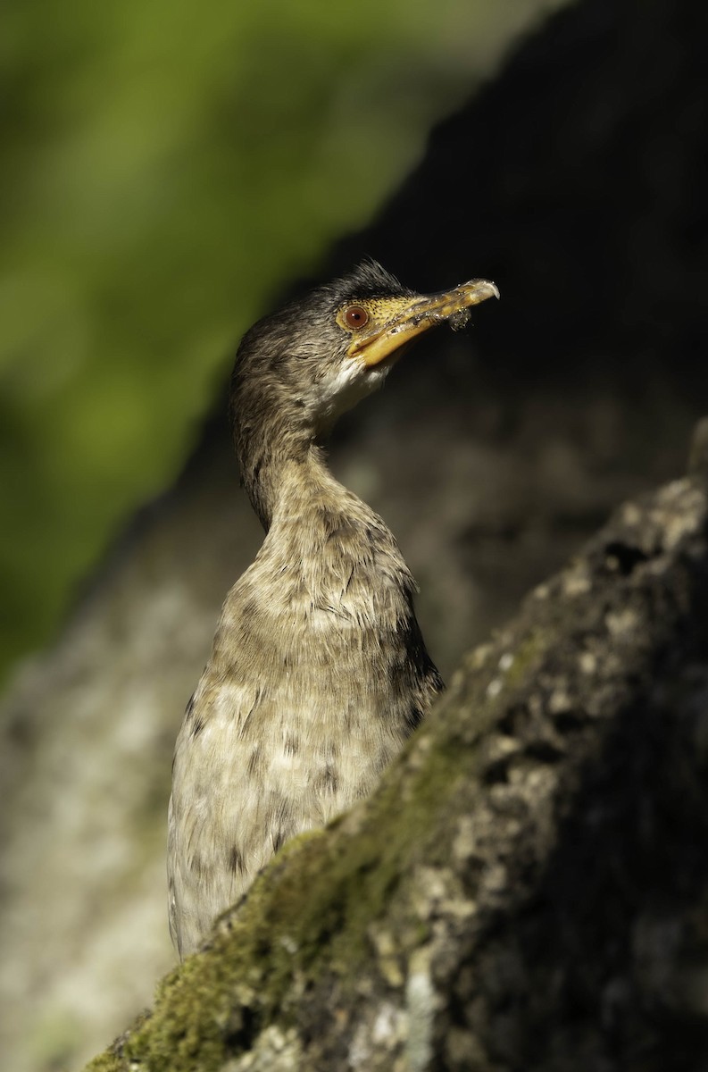 Reed Cormorant - ML646351257